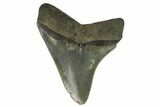 Serrated, Fossil Megalodon Tooth - South Carolina #124193-2